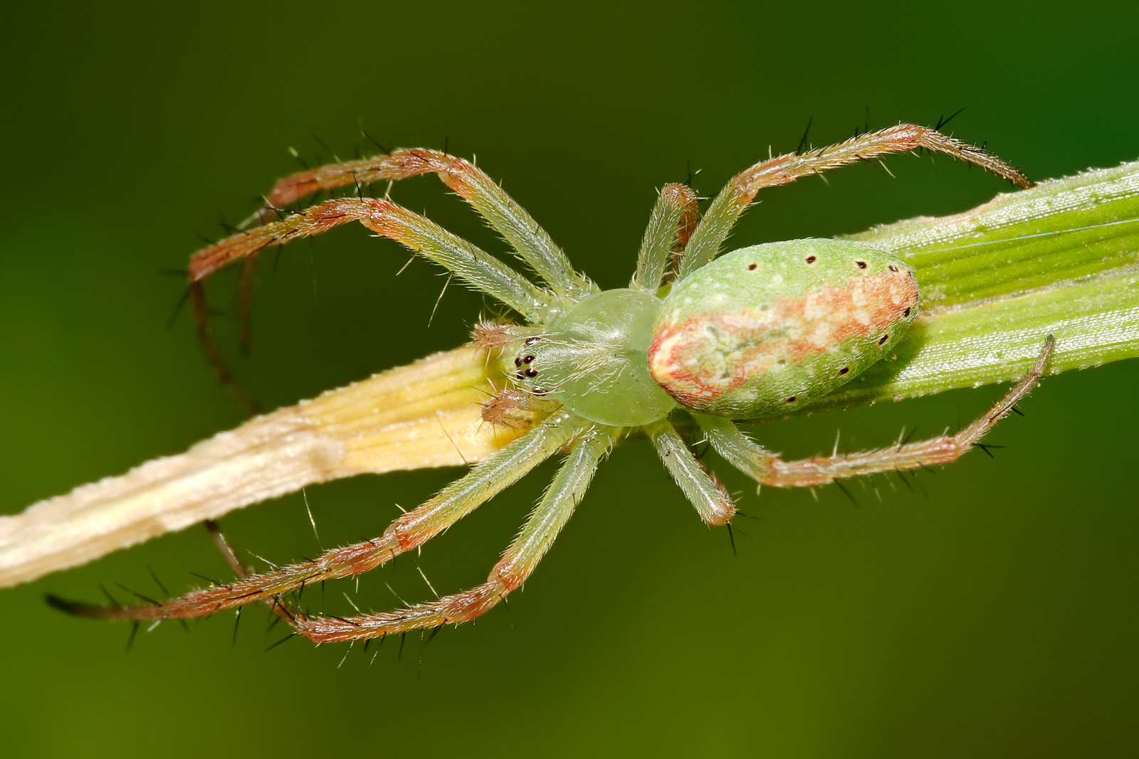Spider - Wikipedia