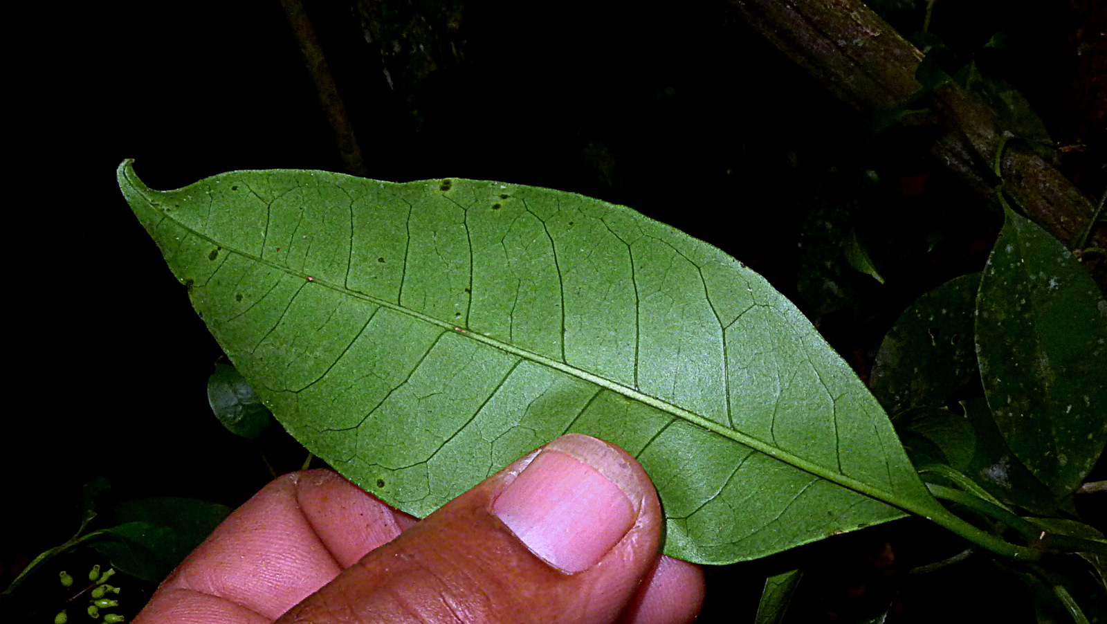 Guapira sp., Nyctaginaceae, Atlantic forest, northern littoral of Bahia, Brazil (17090913651).jpg