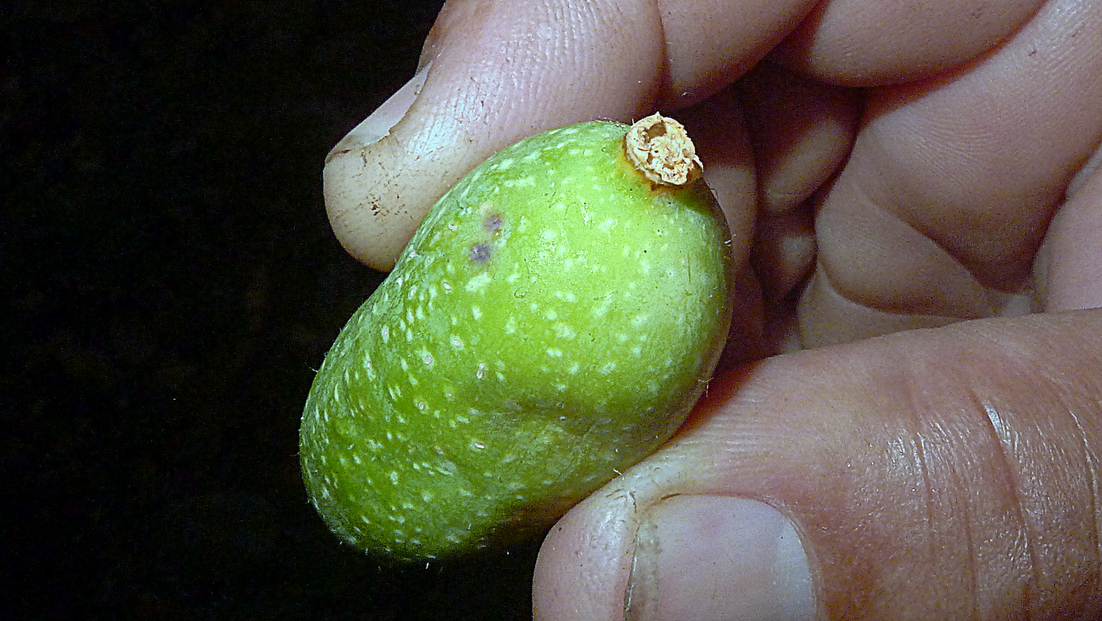 Gurania sp., Cucurbitaceae, Atlantic forest, northern littoral of Bahia, Brazil (21753822599).jpg