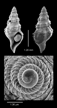 Gymnobela illicita 001.jpg 