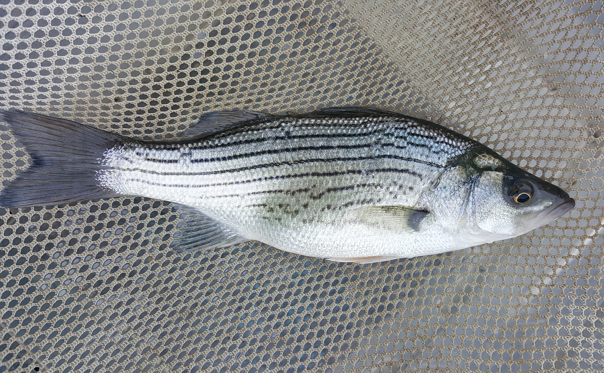 File:Hybrid white-striped bass (50090643236).jpg - Wikimedia Commons