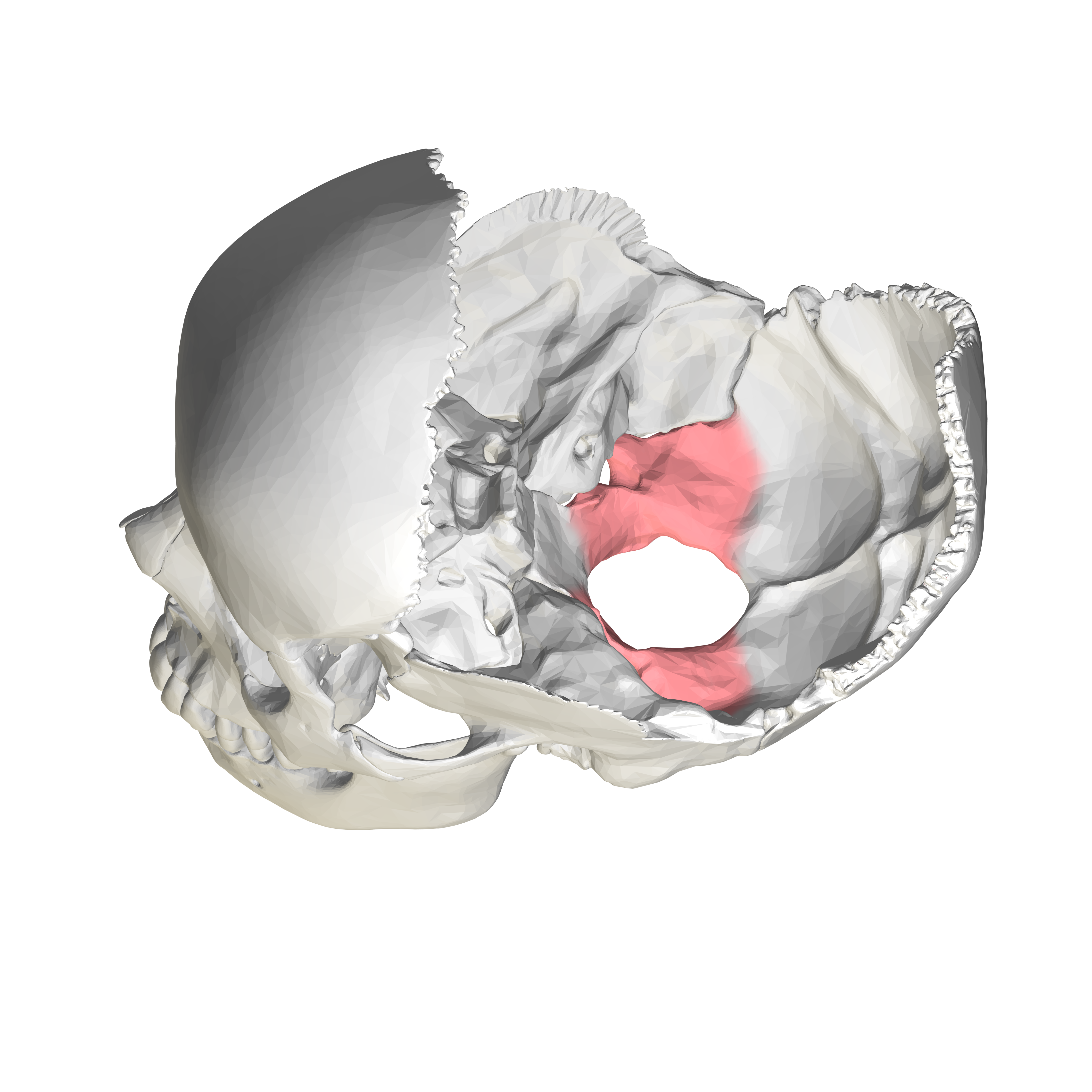 occipital condyle anatomy