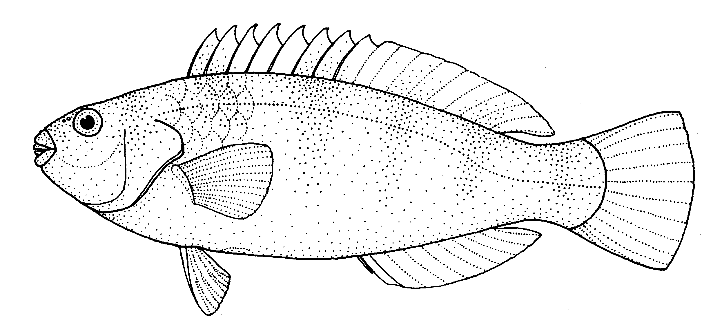 Рыба рисунок