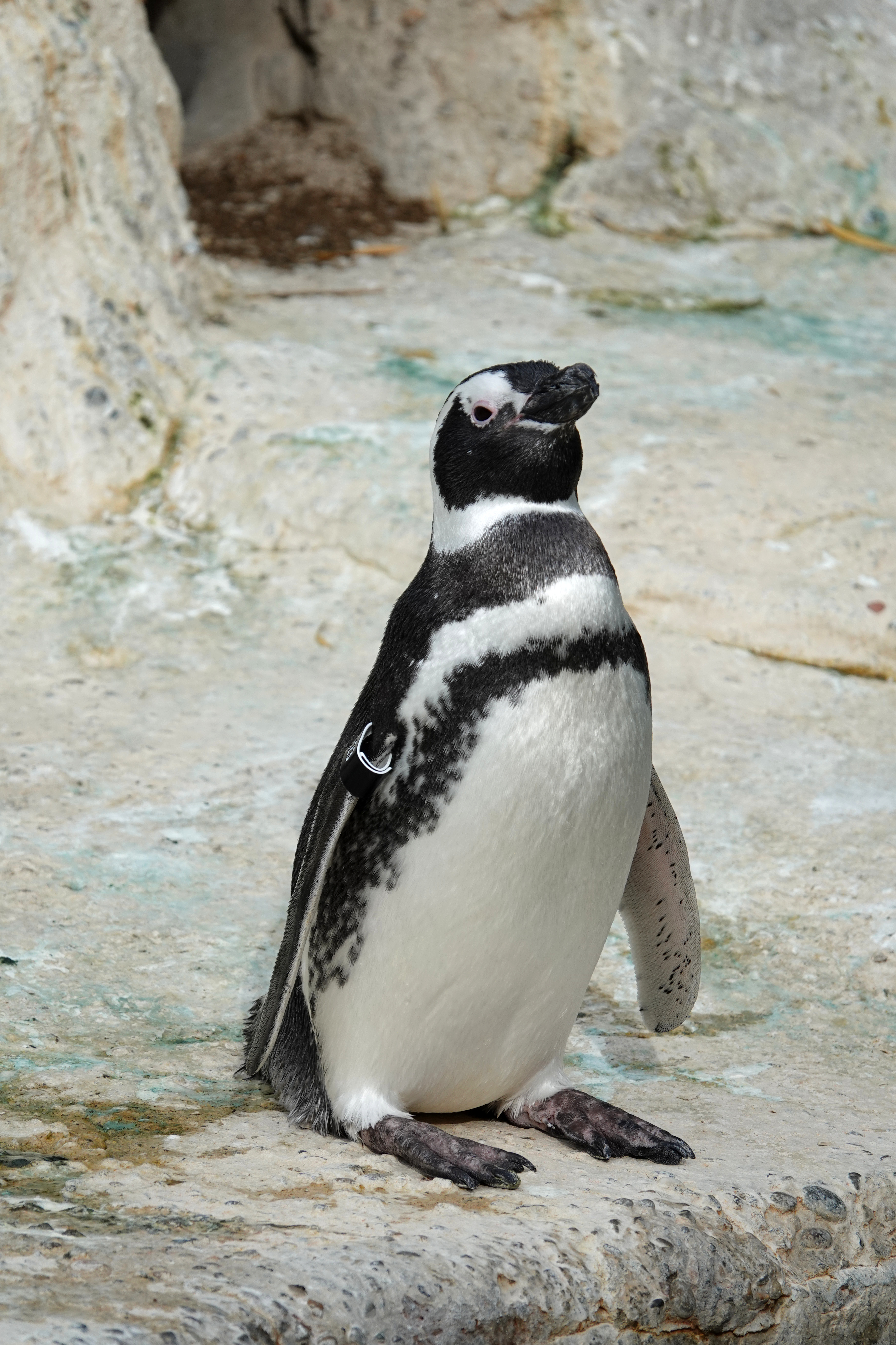 sløring Diligence Situation Magellanic penguin - Wikipedia