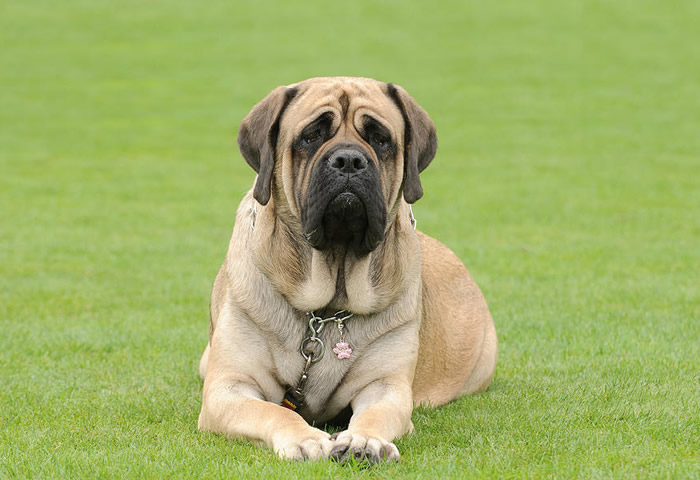 Dogo argentino - Wikipedia, la enciclopedia libre