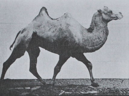 File:Muybridge Camel  - Wikimedia Commons