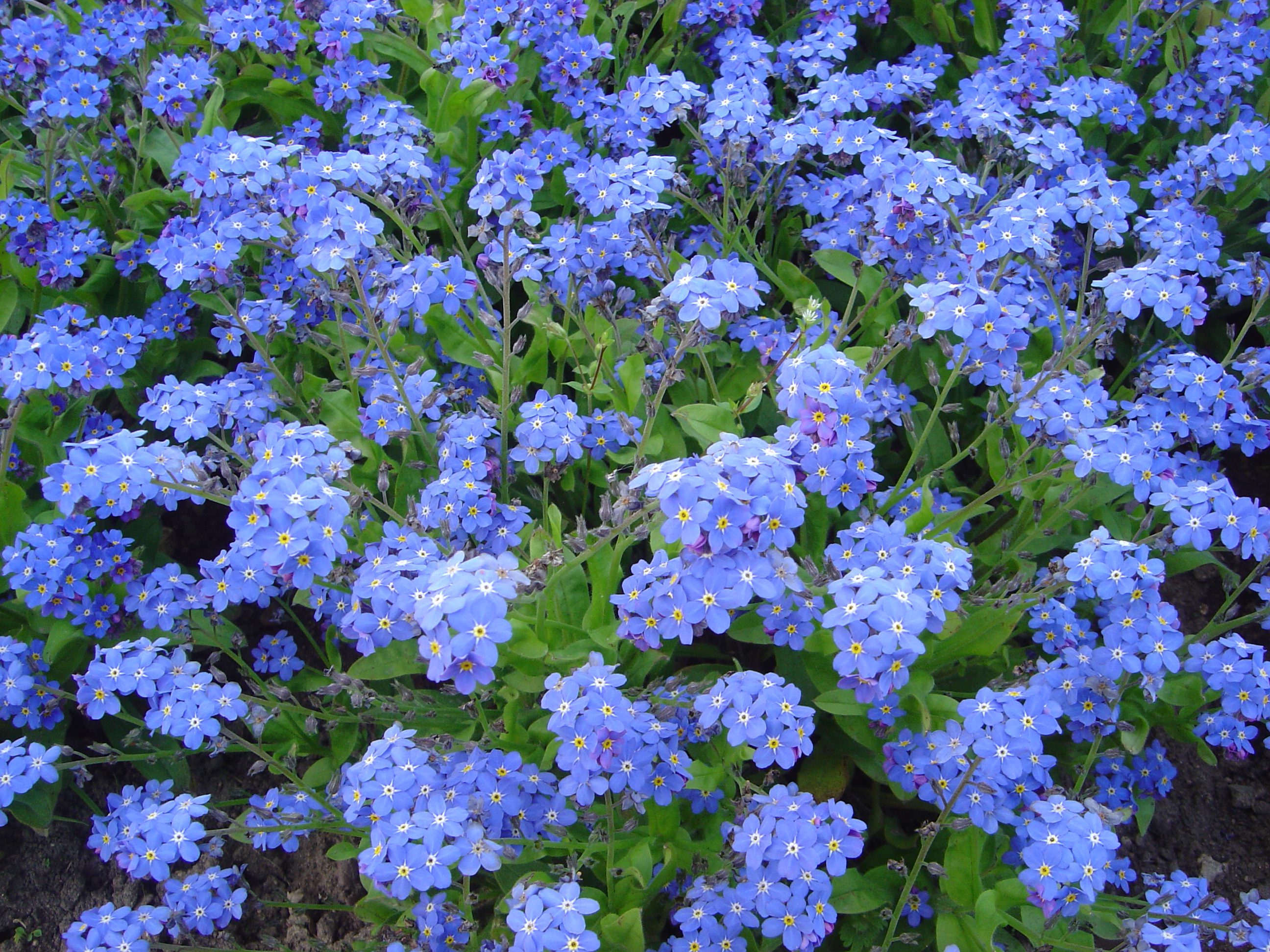 Notre bougie bleu parfumée à la fleur de myosotis