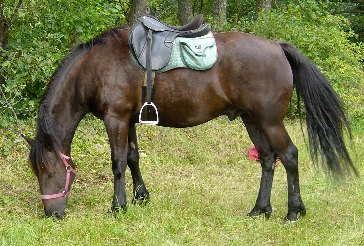 Auvergne horse breed profile, facts, lifespan, traits, training, habitat, speed, range, diet, groom, care, standard, health, pedigree, racing