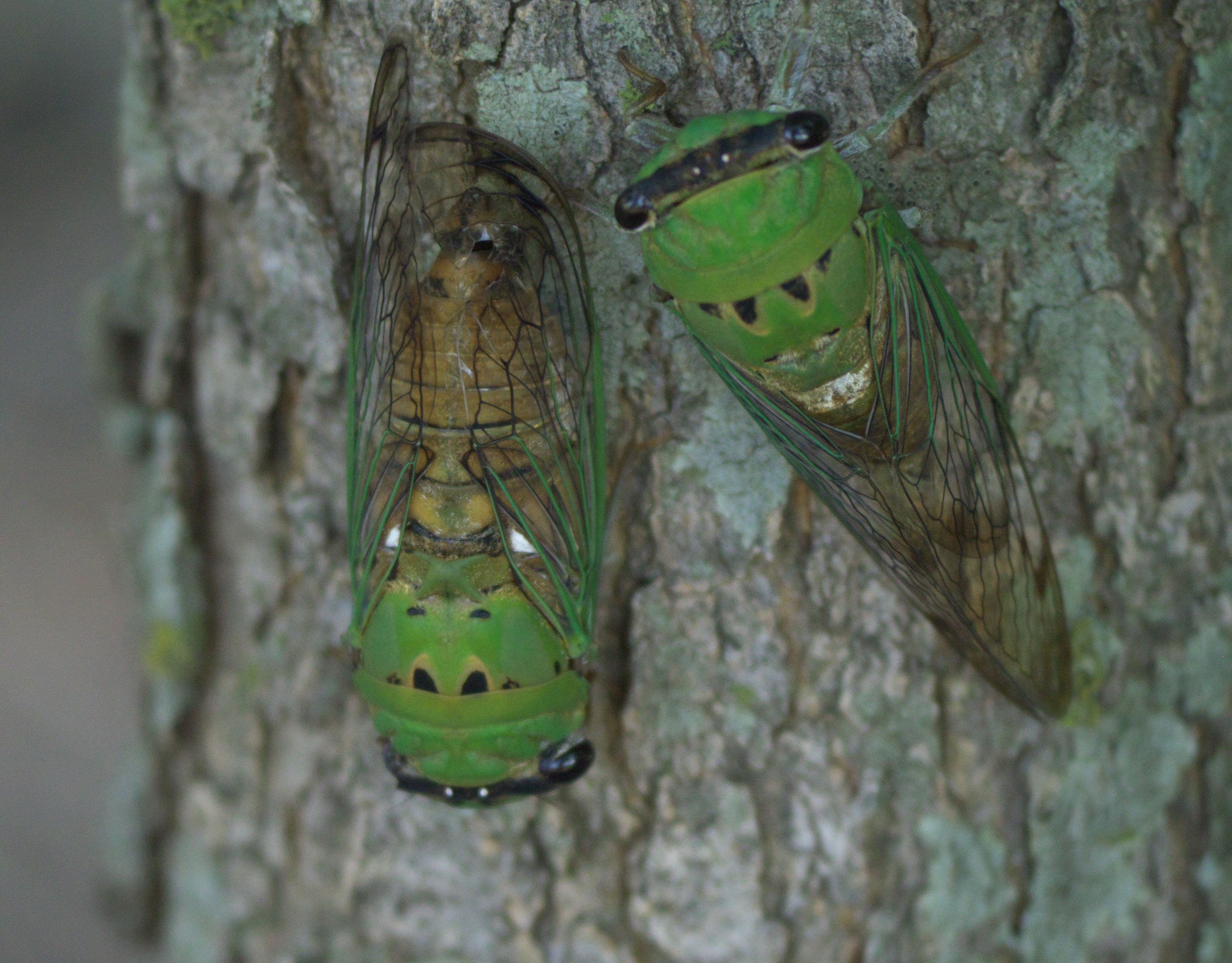 dog day cicada