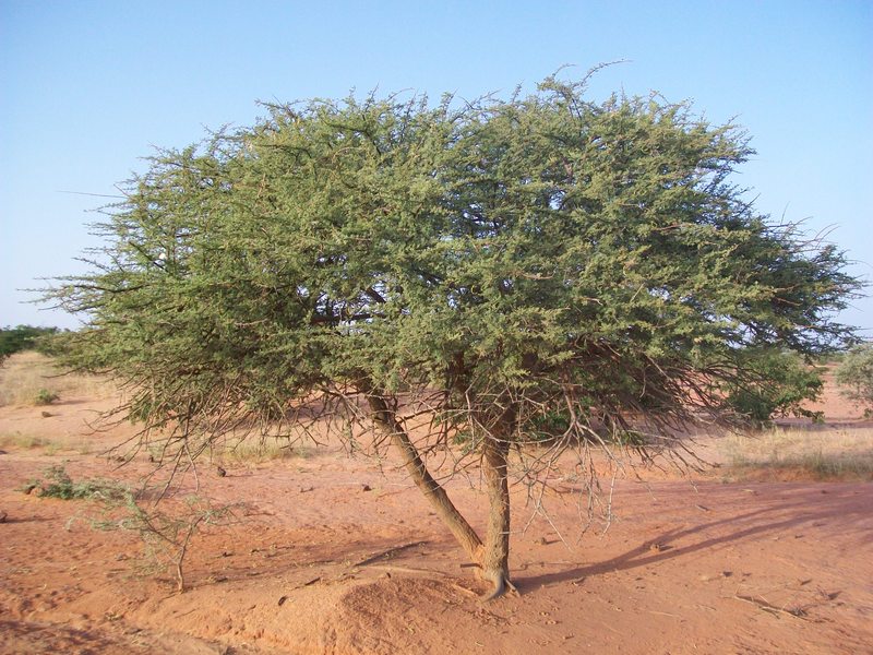 شجرة السلام
