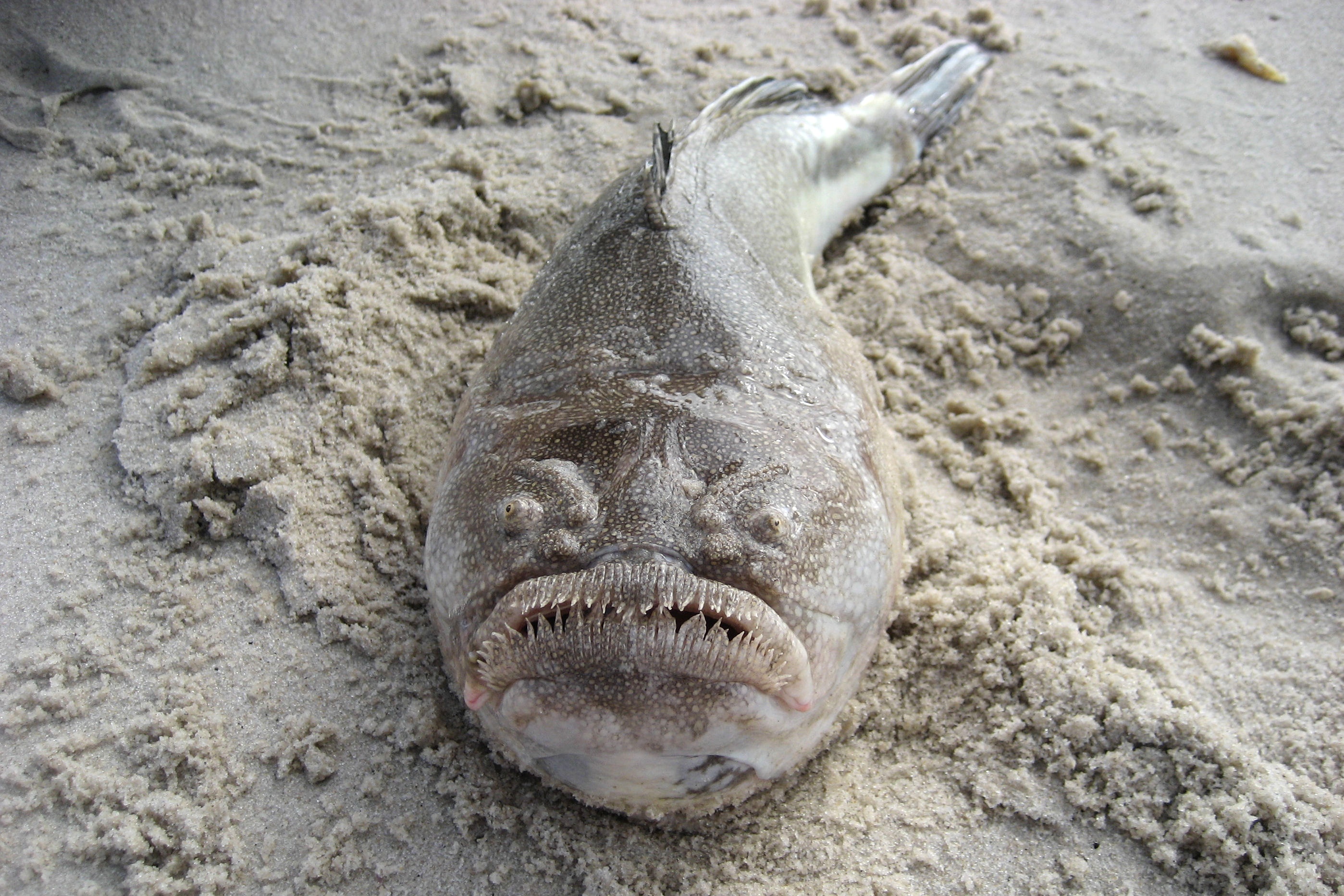 Top 10 Ugliest Fish in the World - the stargazer fish