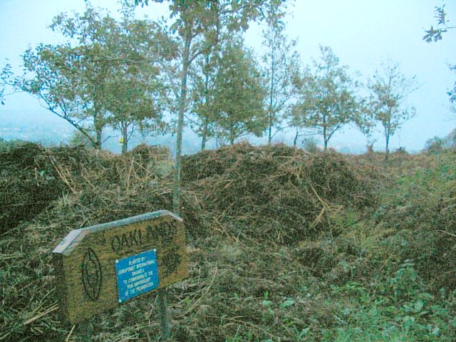 Oaklands in Clyne Valley Country Park - geograph.org.uk - 266549