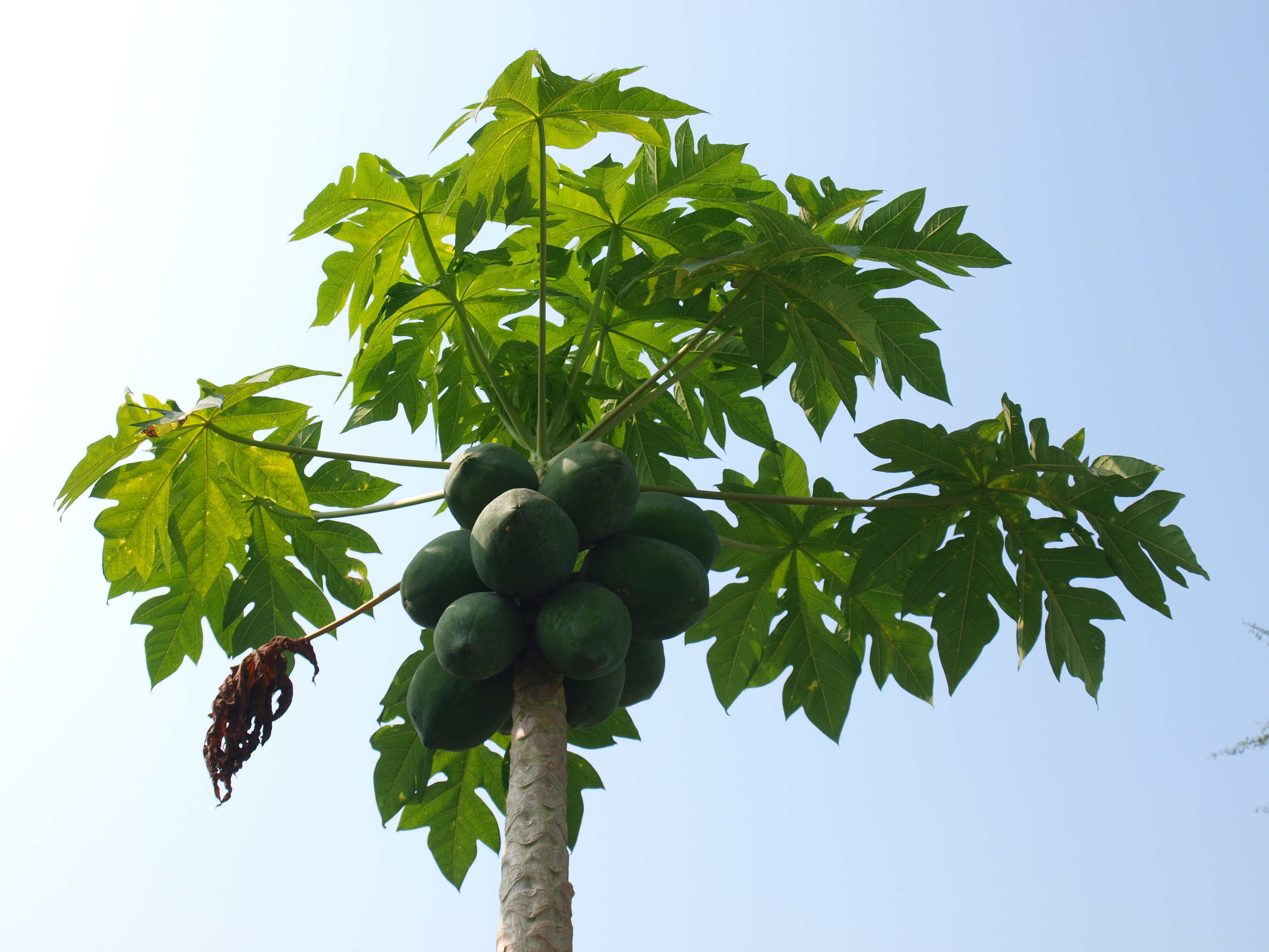 Papaya Tree