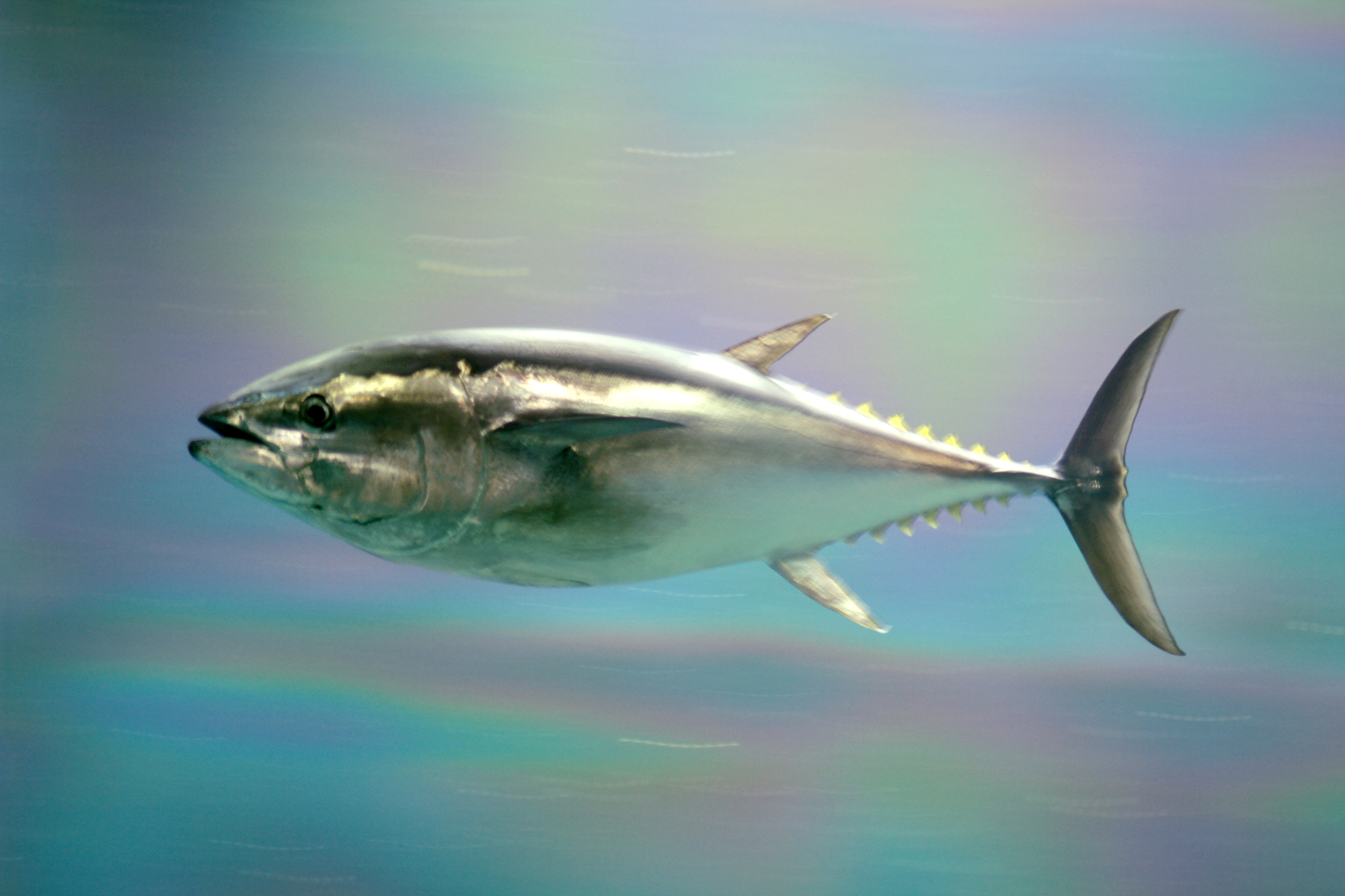 Тихоокеанский голубой тунец — Википедия