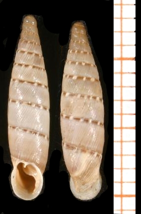 <i>Papillifera</i> Genus of gastropods