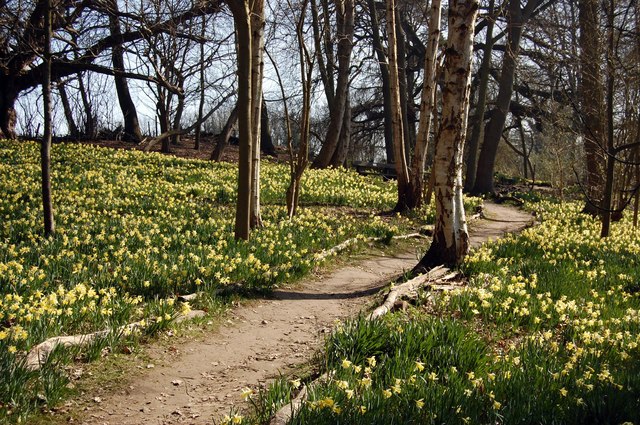 File:Path Through Daffodils, Warley Place - geograph.org.uk - 1218636.jpg