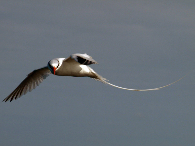 File:Phaethon aethereus.jpg