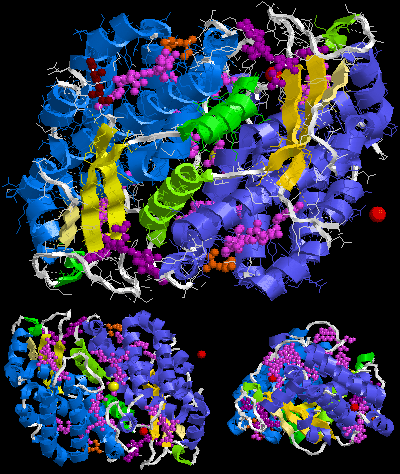 The crystal structure of phycoerythrin 545 (PE545) from a unicellular cryptophyte Rhodomonas CS24 (PDB ID: 1XG0 ). Colors: chains - alpha-2, alpha-3, beta, beta (helixes, sheets are yellow), phycoerythrobilin, 15,16-dihydrobiliverdin (15,16-DHBV), 5-hydroxylysine, N-methyl asparagine, Mg, Cl. Phycoerythrin 545 1XG0.gif