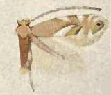 Phyllonorycter sexnotella