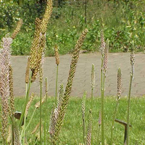 File:Plantago media stepposa0.jpg