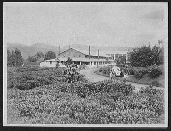 File:Planter in ricksha in front of the Maria Watta tea factory near Gampola LCCN2004707311.jpg