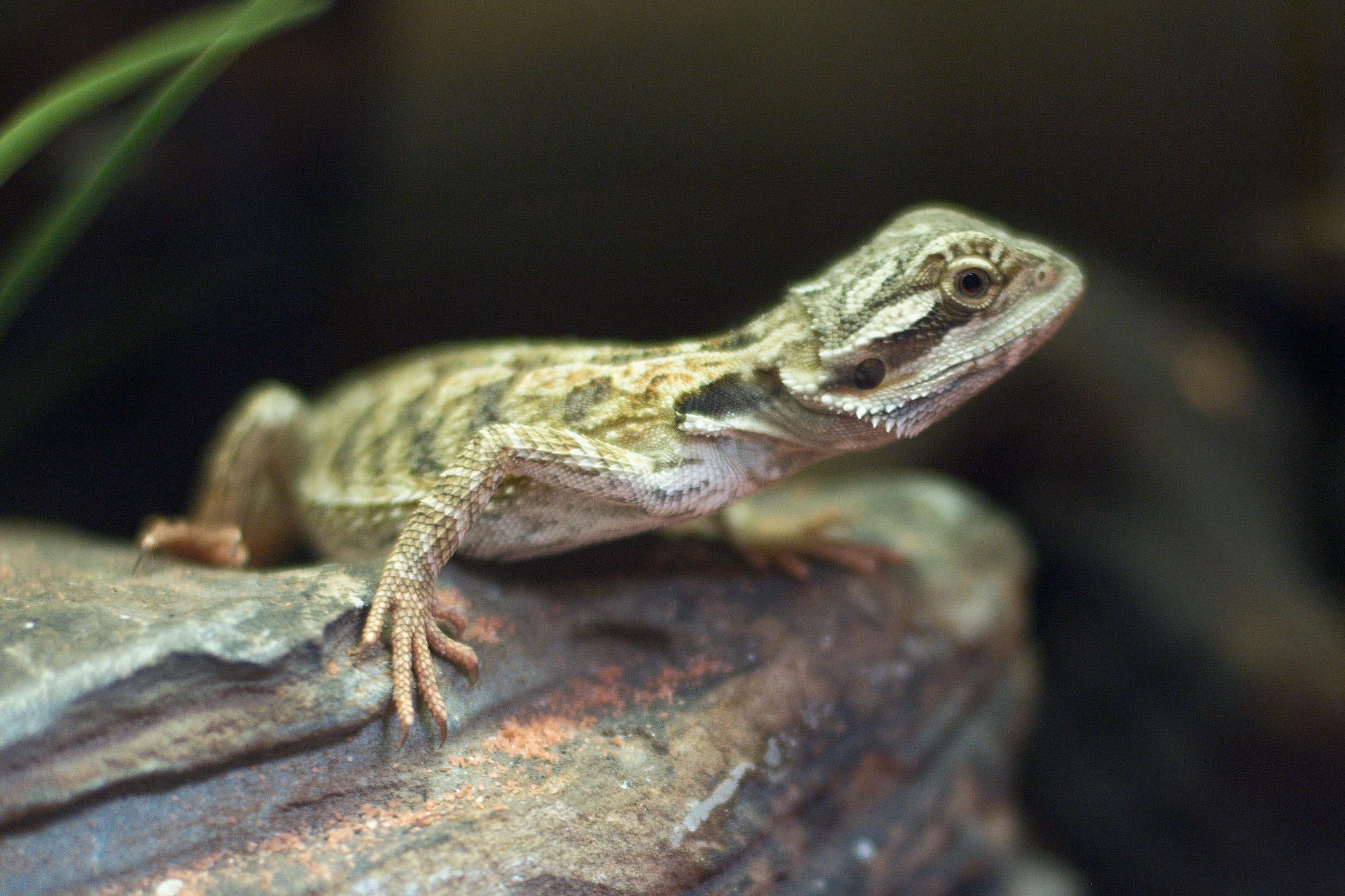 Eastern bearded dragon - Wikipedia