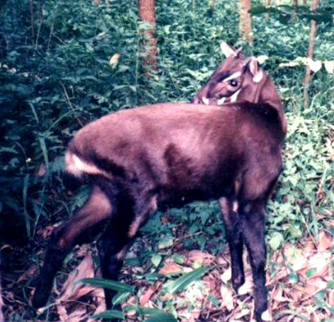 The average adult weight of a Saola is 97.84 kg (215.7 lbs)