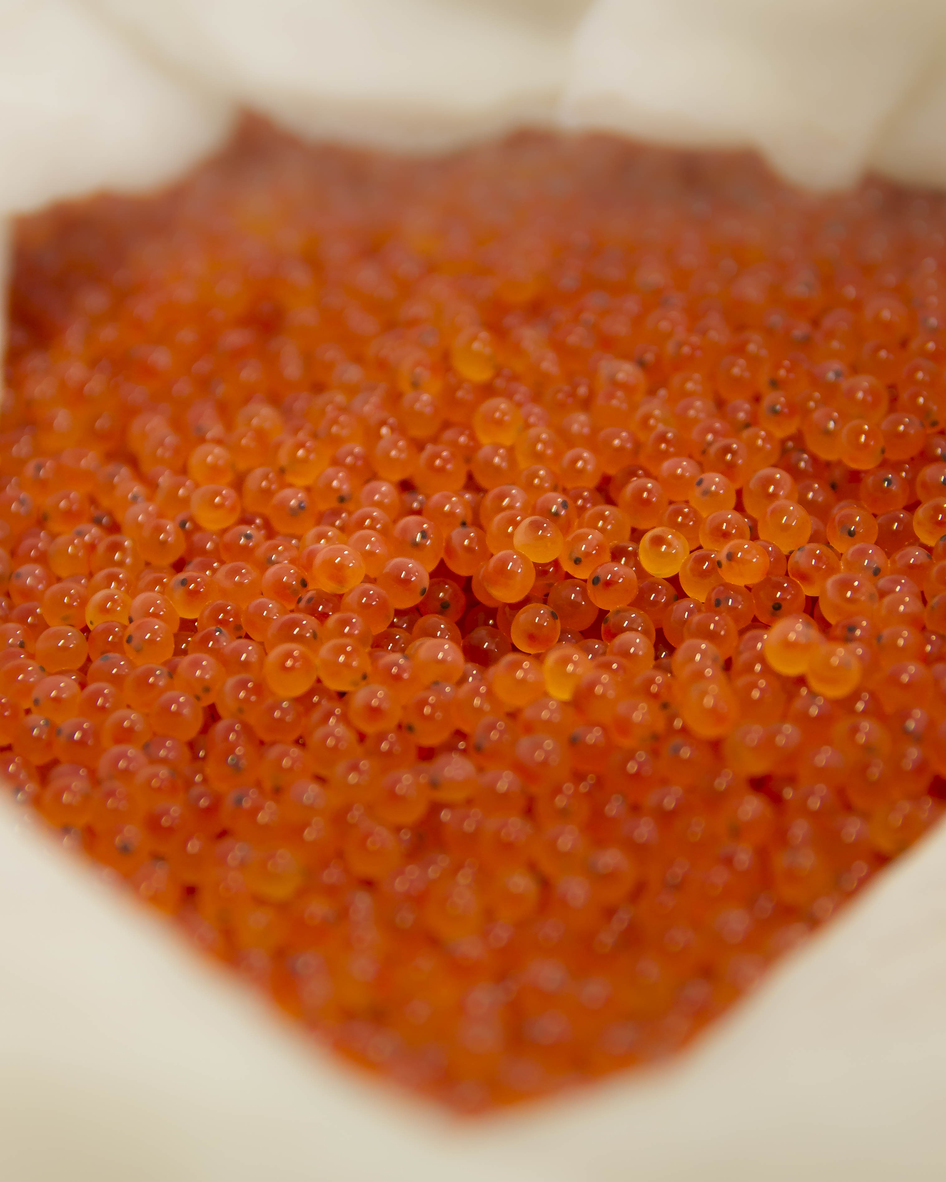 ROCKY LOWLAND Trout Catch & Cook — Eating Trout Roe (Fish Eggs) 