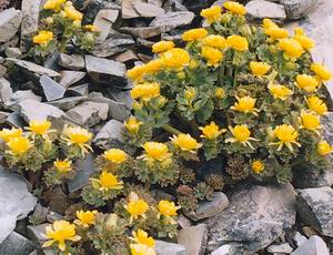 <i>Ranunculus acraeus</i> Species of flowering plant