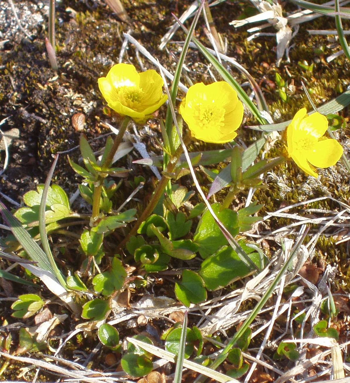 Ranunculus sulphureus