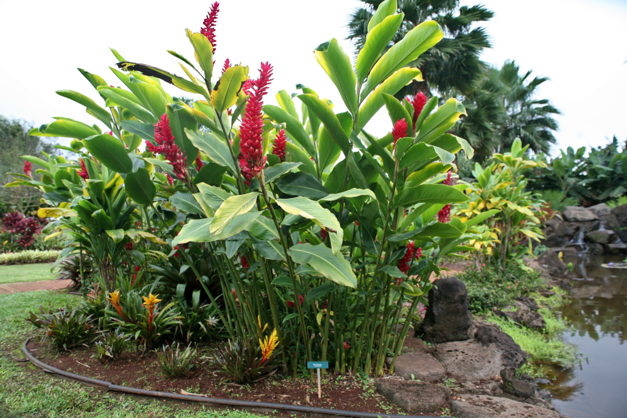 File Red Ginger Alpinia Purpurata Jpg Wikimedia Commons