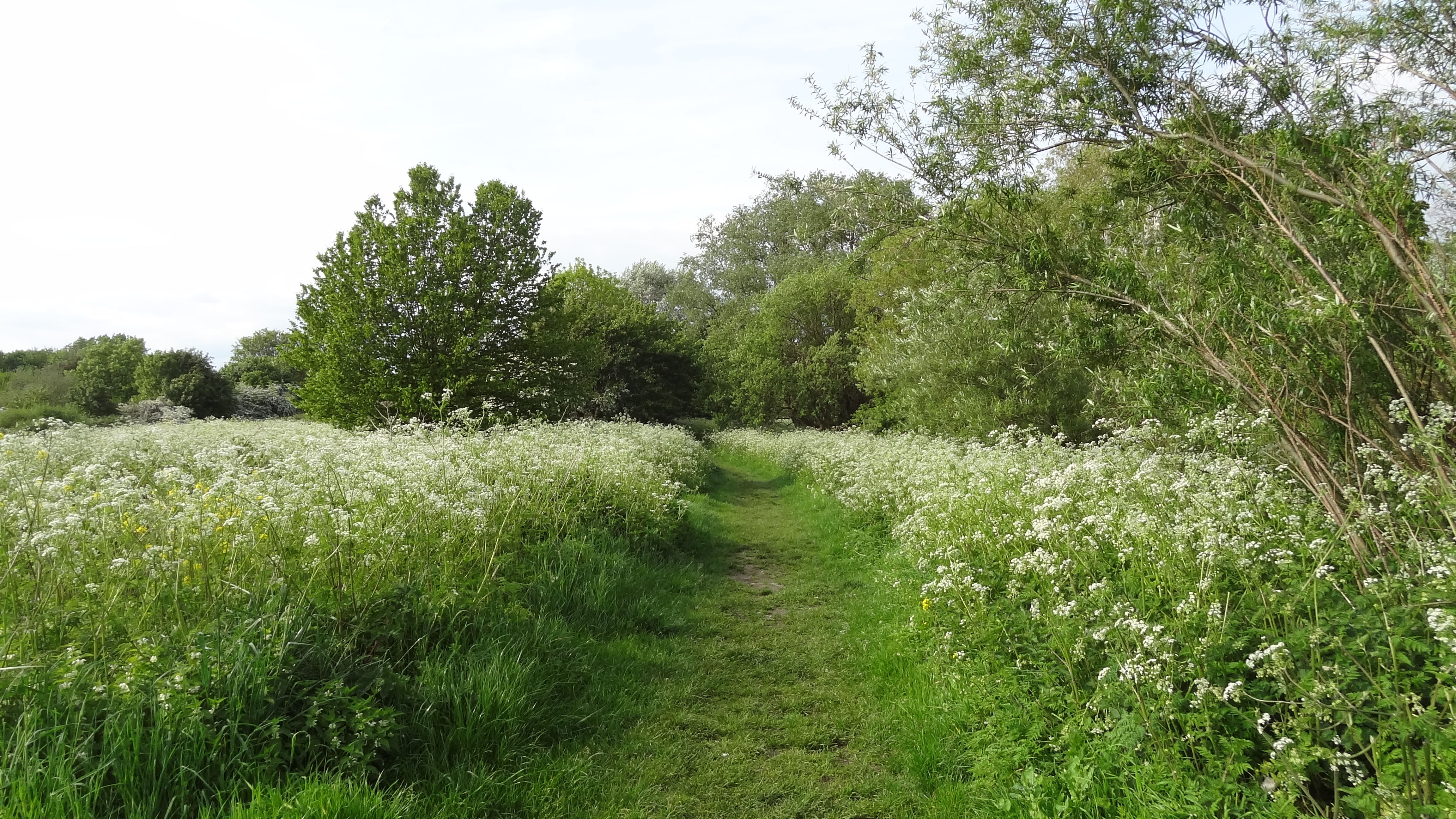 Rose Walk