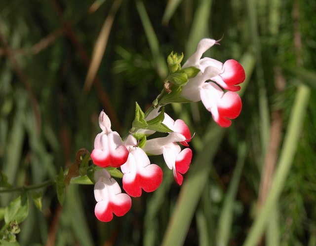 File:Salvia Hot Lips, Upton House - geograph.org.uk - 1565735.jpg