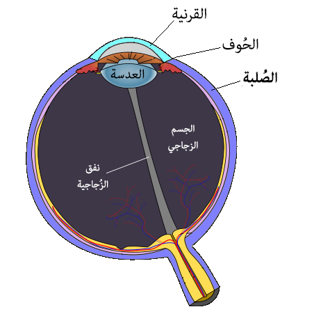 File:Sclera-ar.png