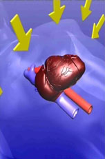 File:Thoracic-heart-compression.jpg