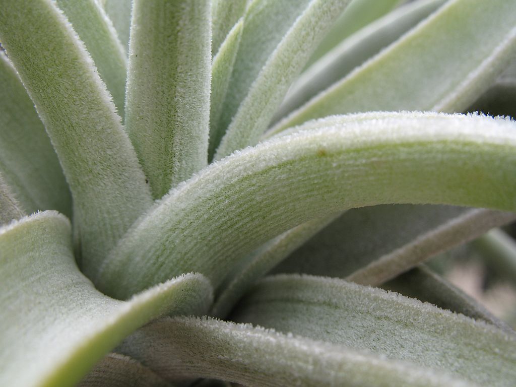 File:Tillandsia lotteae (TS) 2-03906.jpg - Wikimedia Commons