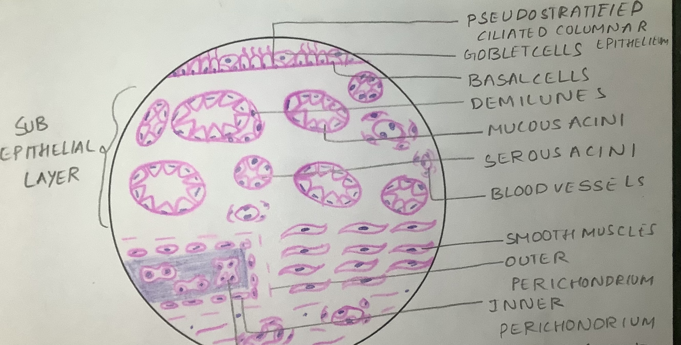 trachea histology diagram