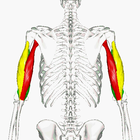 Triceps brachii muscle - animation02.gif