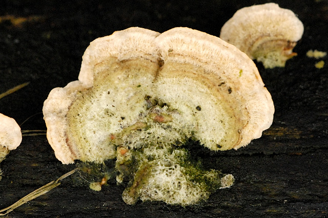 File:Undetermined fungus on wood.-.lindsey.jpg