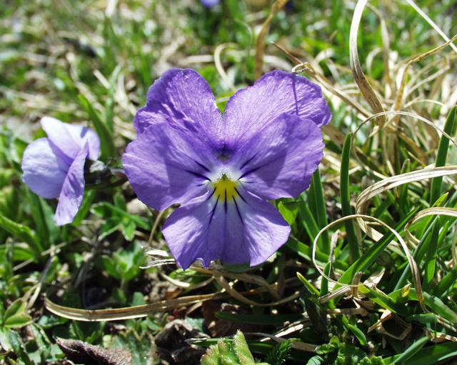 flower of a parts Viola calcarata Wikipedia