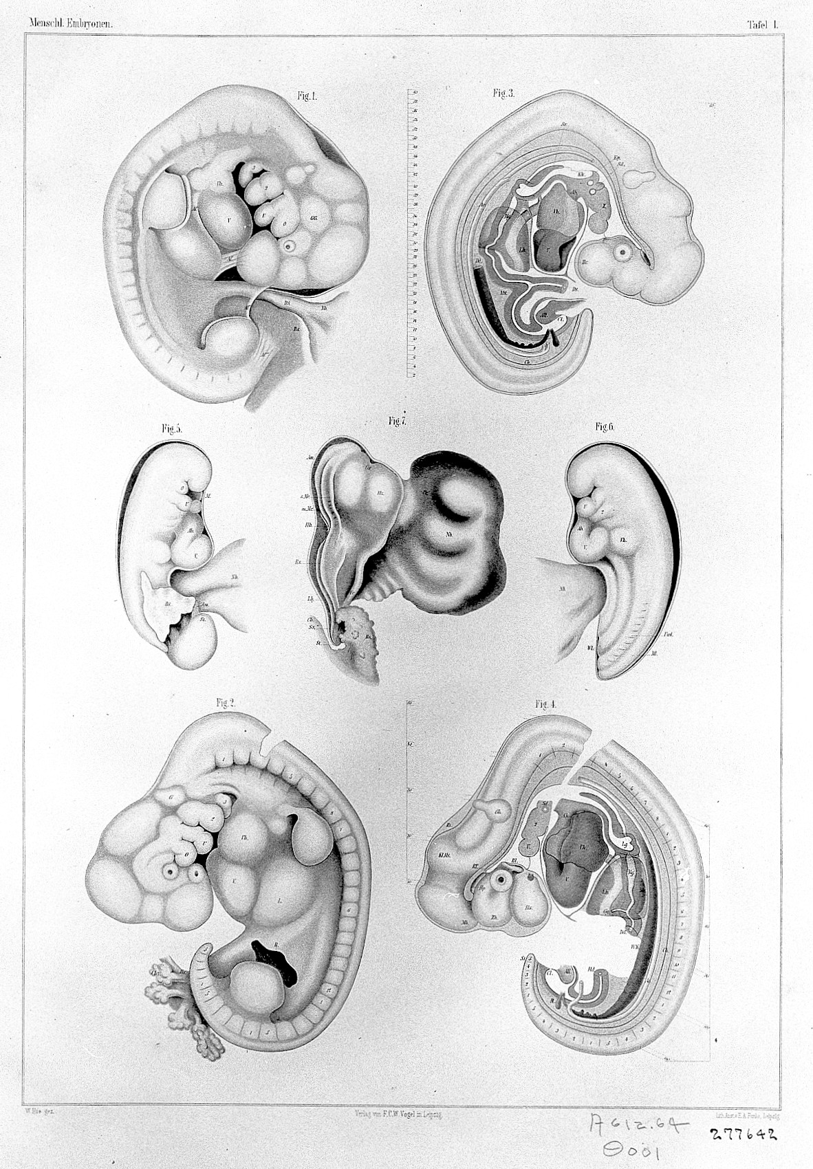 File W His Anatomie Menschlicher Embryonen Wellcome L Jpg Wikimedia Commons