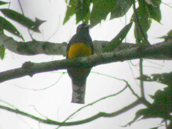 File:White-tailed Surucua Trogon - Trogon viridis.jpg