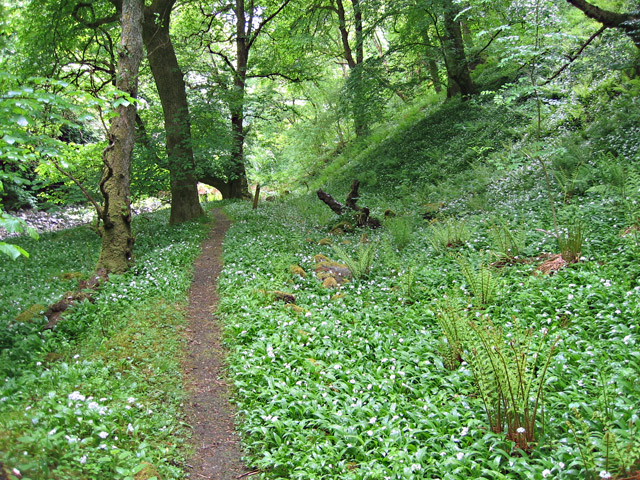 Wild garlic by the River Conon - geograph.org.uk - 830185