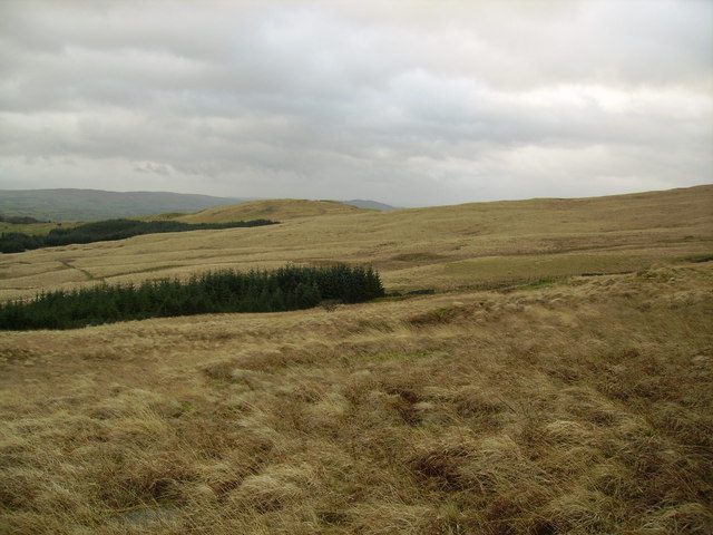 File:Wolfhowe Plantation - geograph.org.uk - 304814.jpg