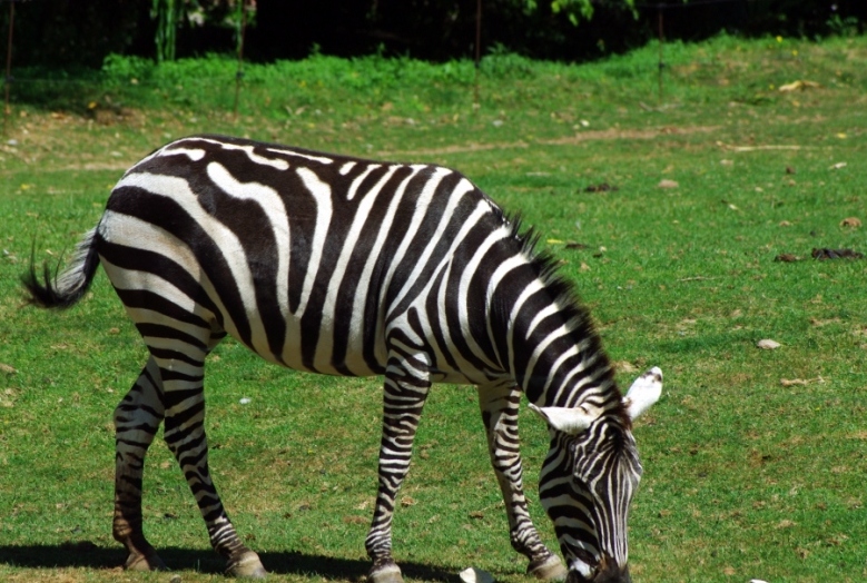 File Zebre Jpg Wikimedia Commons