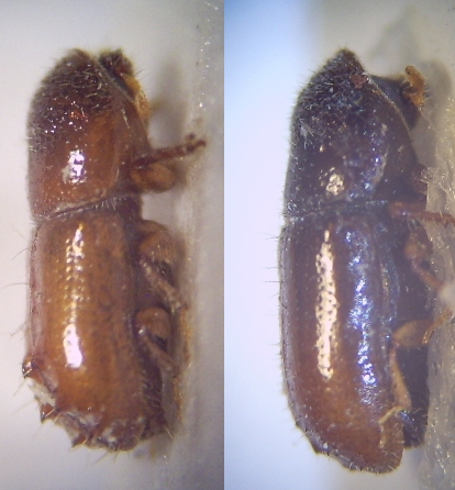 01 Pityogenes calcographus 40fach Imagines von rechts