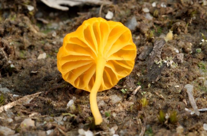 File:2011-06-20 Lichenomphalia chromacea (Cleland) Redhead, Lutzoni, Moncalvo & Vilgalys 152660.jpg