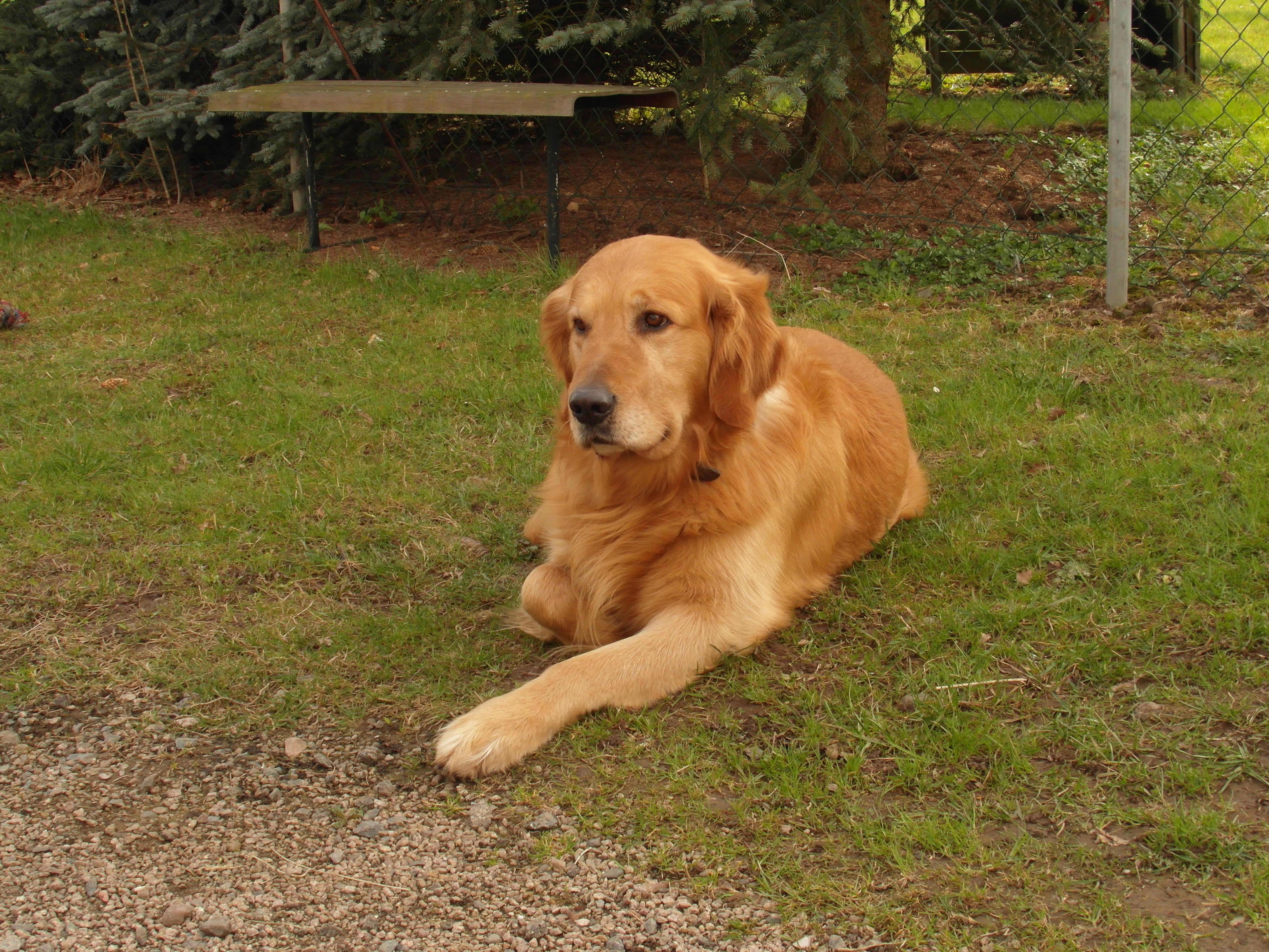 Définition  Golden retriever