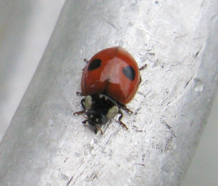 File:Adalia bipunctata (2-spot Ladybird) - Flickr - S. Rae (1).jpg