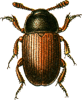 <i>Agyrtes</i> Genus of beetles